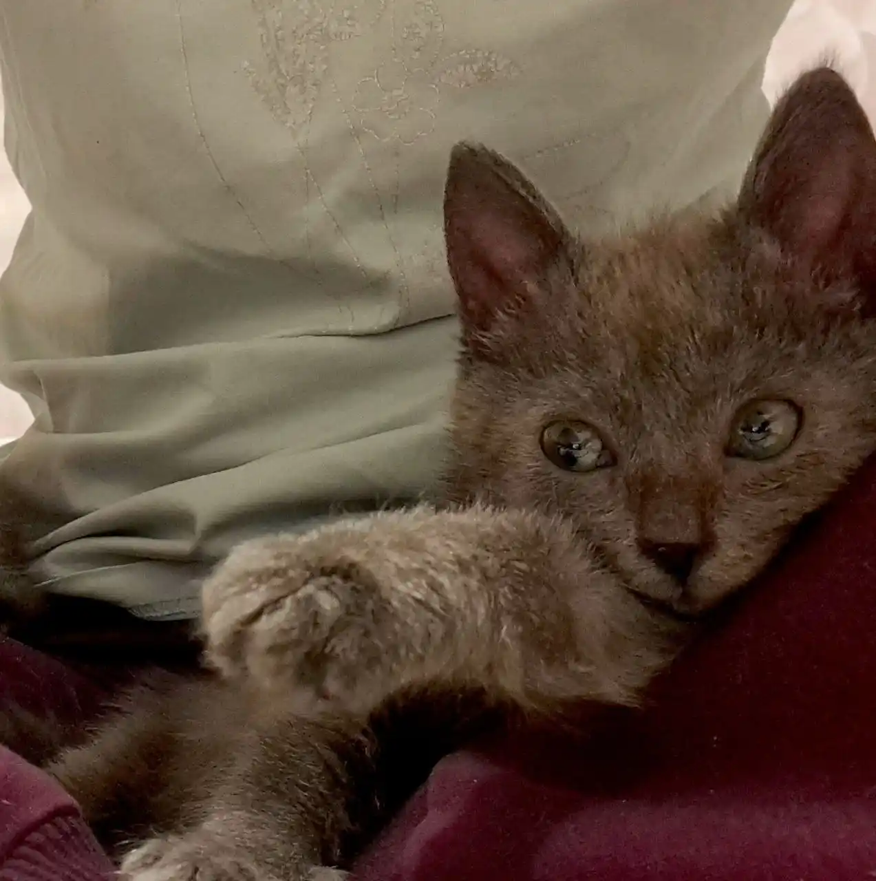 Котёнок мальчик метис русская голубая