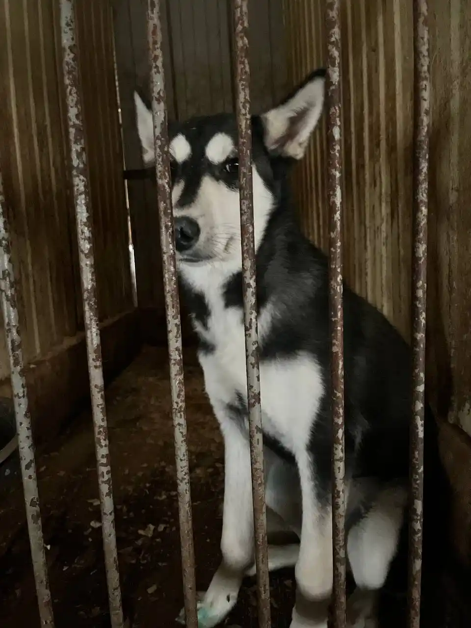 Хаски в добрые руки