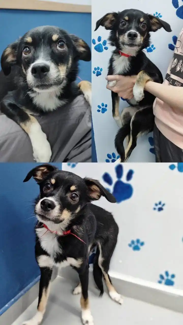 Щенок Элли из приюта - Животные в Тюмень