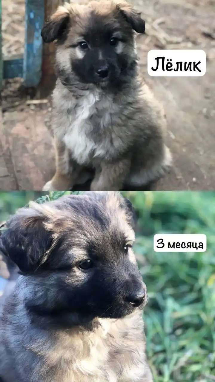 Отдам в добрые руки мальчика 3 месяца - Животные в Тюмень