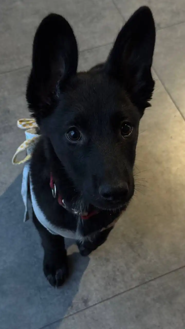 Эмми ищет дом