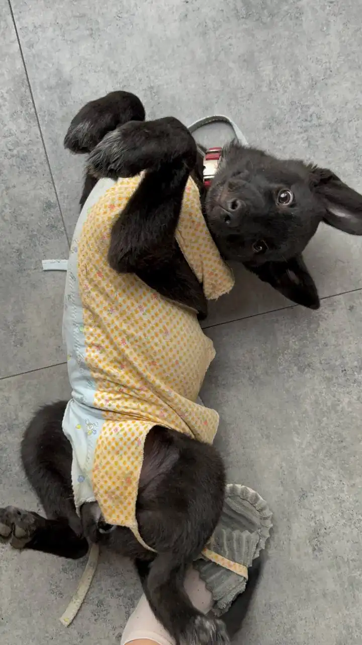 Эмми ищет дом