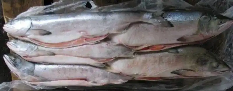 Свежее поступление кеты