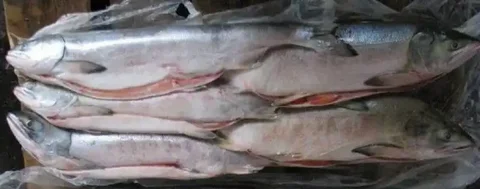 Свежее поступление кеты - частное объявление в Тюмень