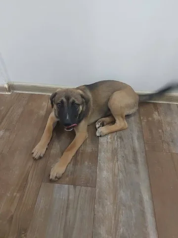 Щенок в добрые руки - Животные в Тюмень