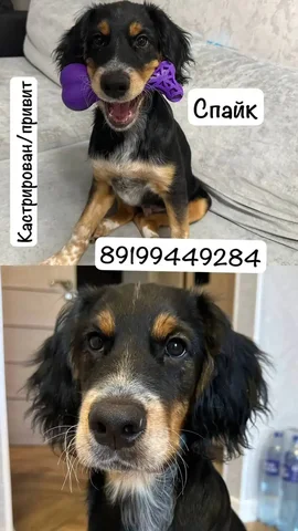 Поиск дома для молодого кота - Животные в Тюмень