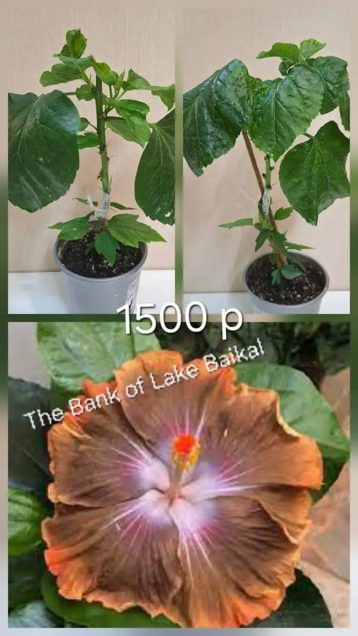 Продажа гибискусов