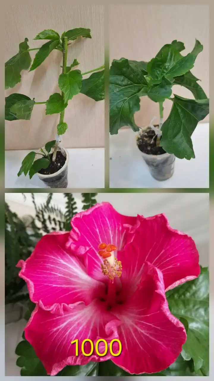 Продажа гибискусов