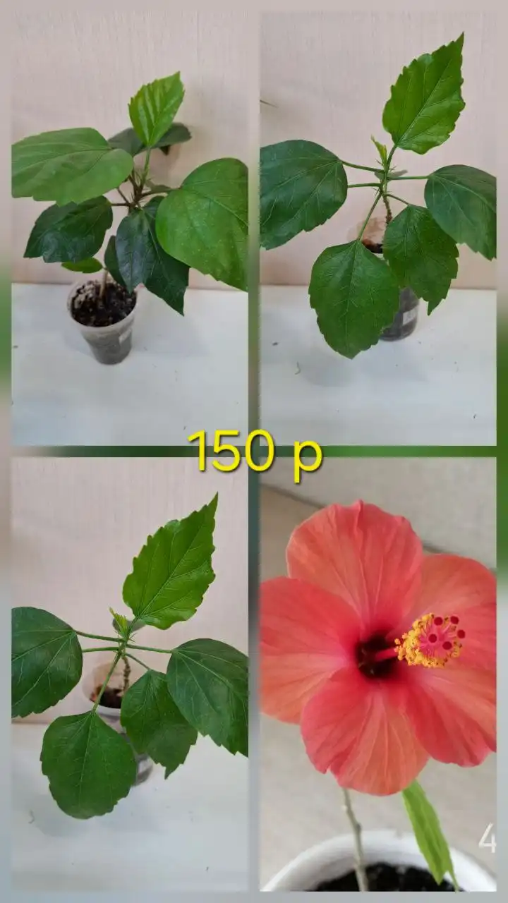 Продажа гибискусов