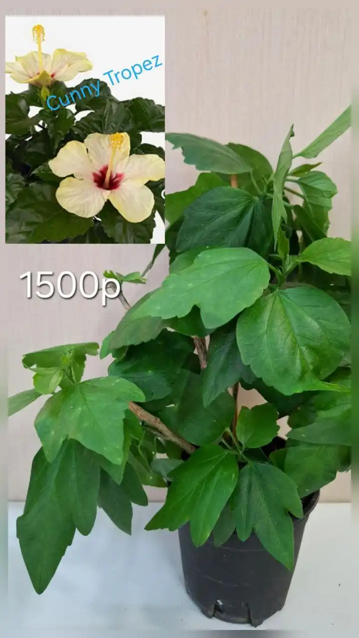 Продажа гибискусов