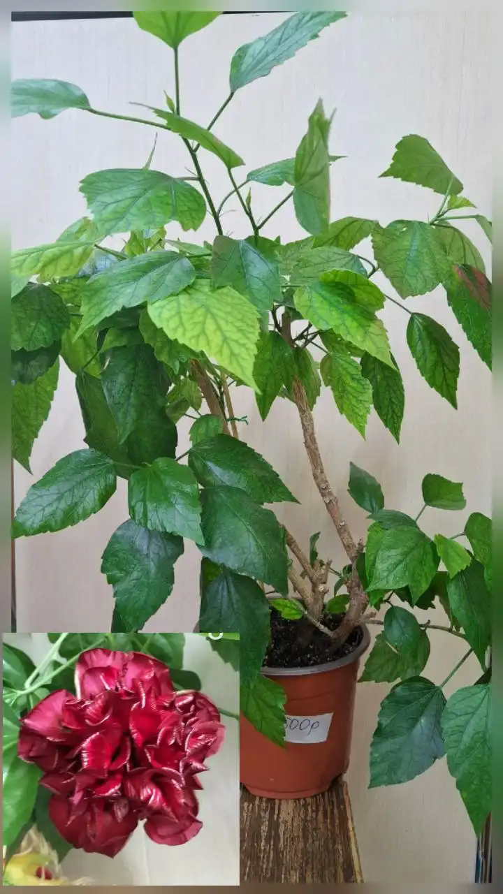 Продажа гибискусов