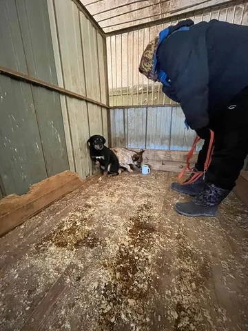 Рыжая девочка ищет дом - Животные в Тюмень