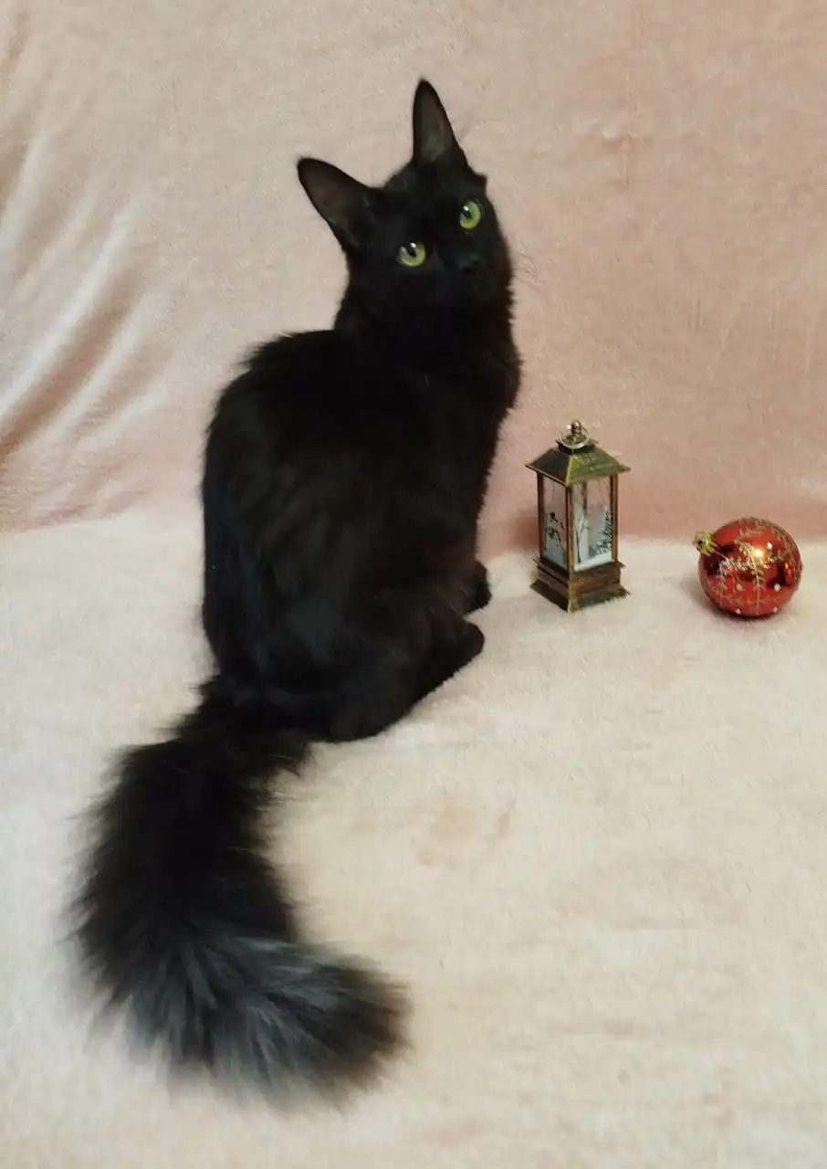 Ласковая и ручная кошечка Ниран ищет дом