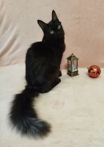 Ласковая и ручная кошечка Ниран ищет дом - Животные в Тюмень