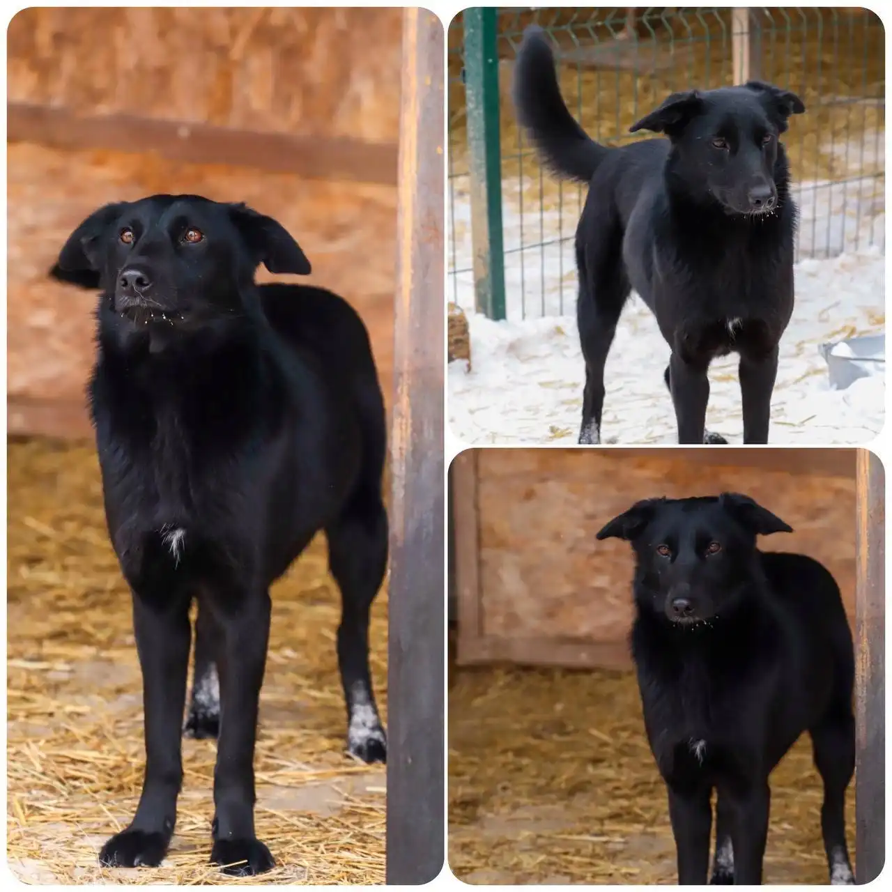 Девочка Багира ищет дом