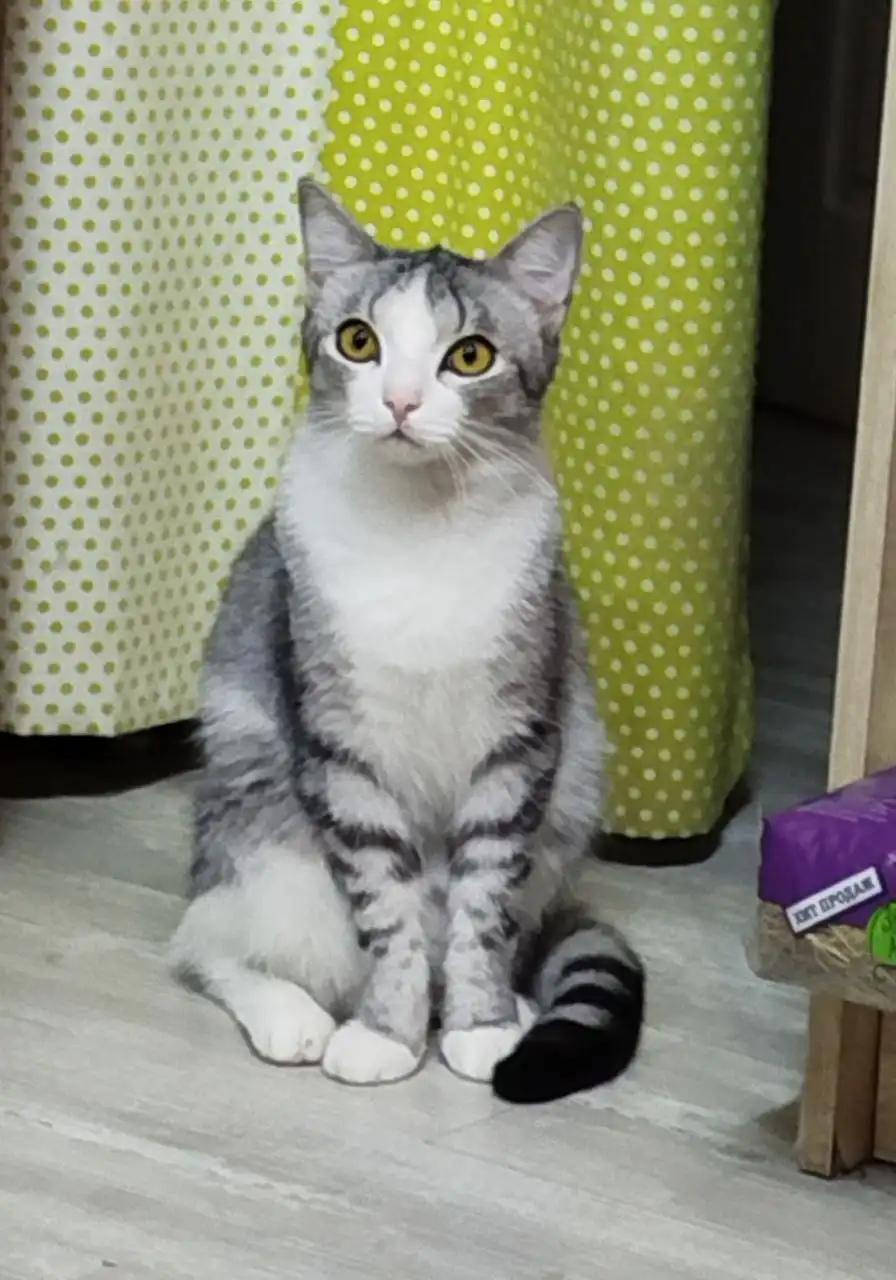 Котик Перчик ищет дом