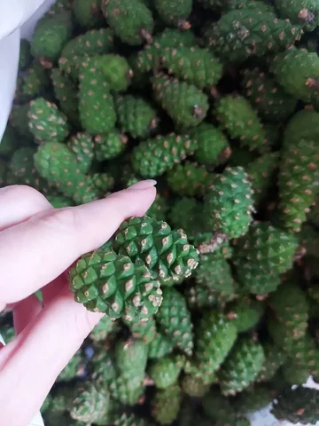 Сосновые шишки мелкие замороженные - Хобби и отдых в Тюмень