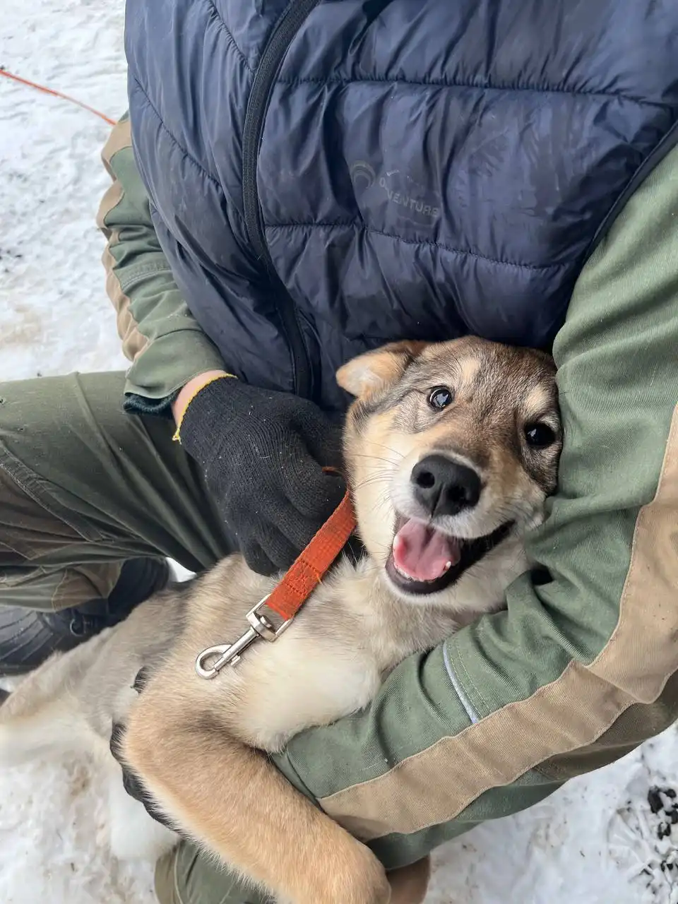 Продажа маленькой лисички