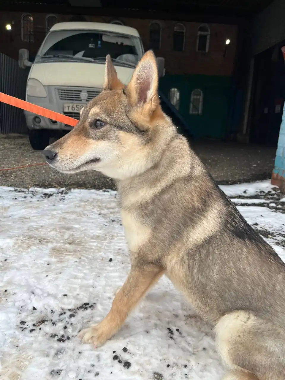 Продажа маленькой лисички