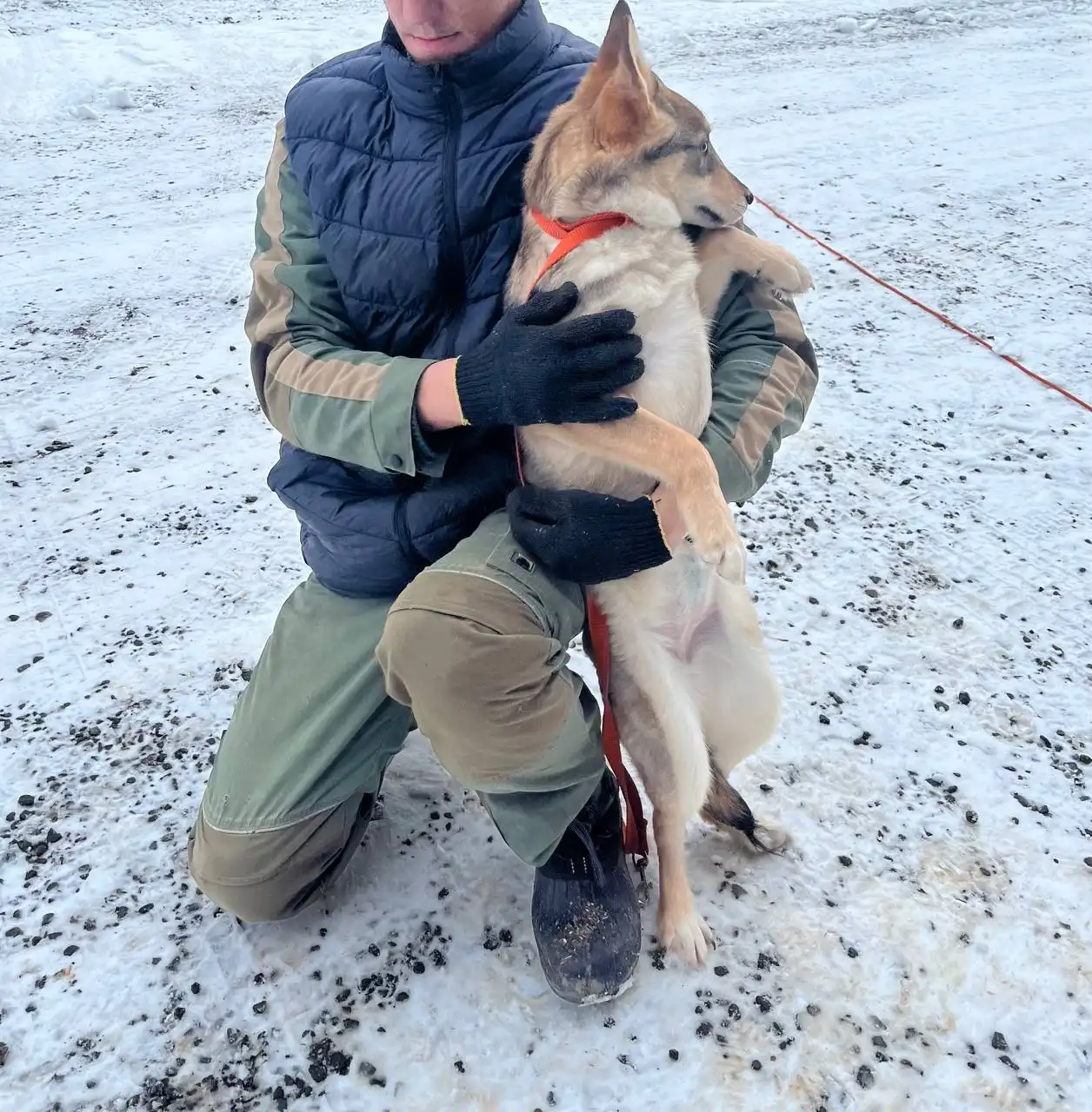 Продажа маленькой лисички