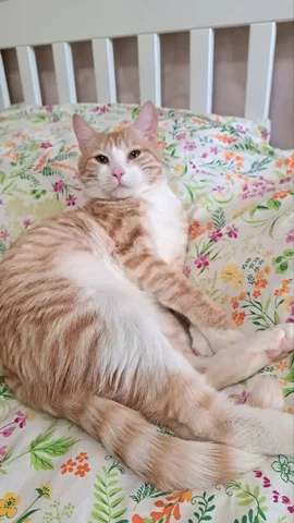 Котенок Лучик для усыновления - Животные в Тюмень