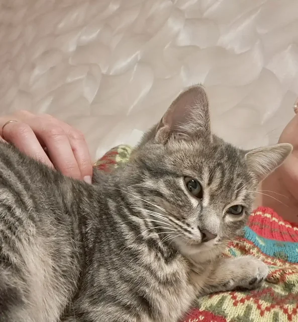 Котенок Тошка 7 месяцев - Животные в Тюмень