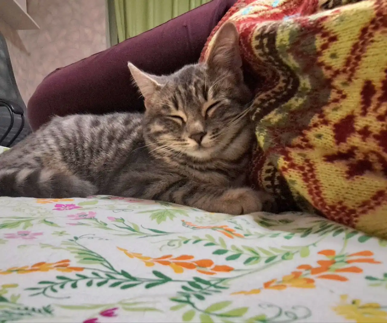 Котенок Тошка 7 месяцев