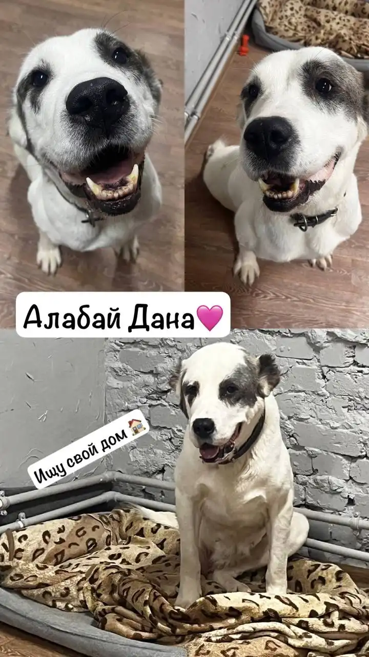 Ищу дом для алабая Даны