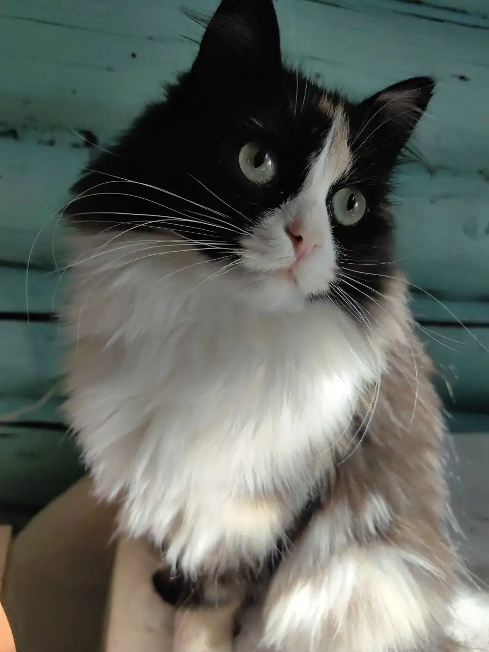 Ласковая ручная кошечка