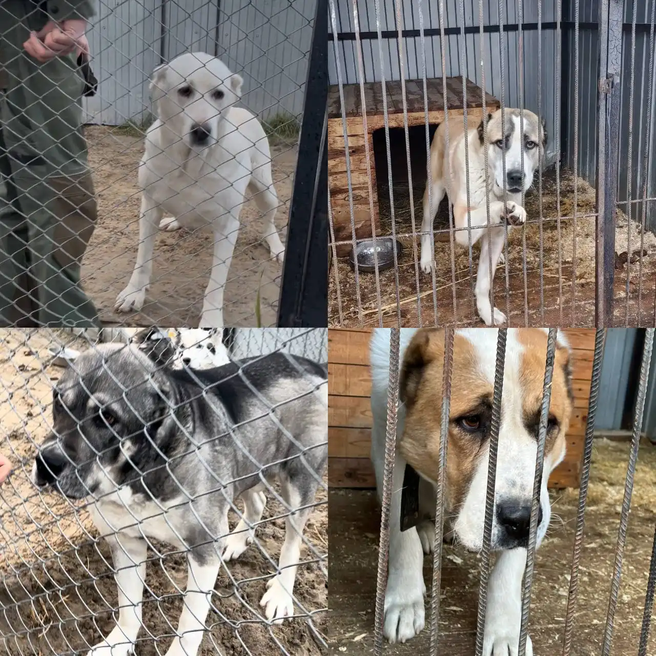 Пристройство собак в Тюмени