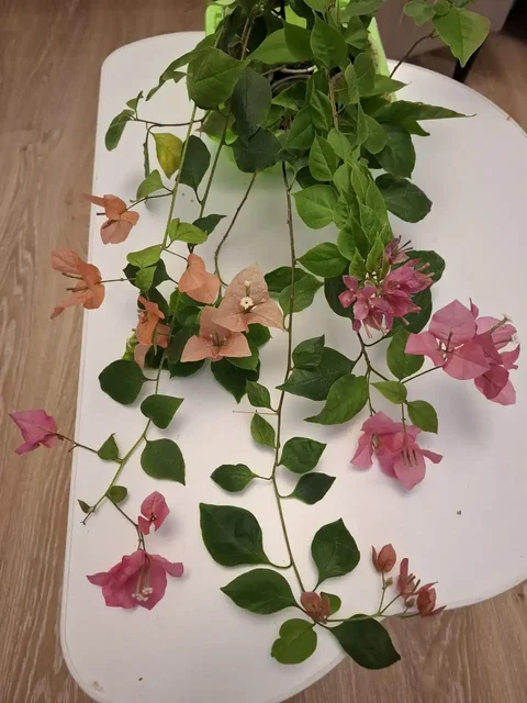 Продам цветущие отростки Бугенвилии и Олеандры - частное объявление в Тюмень