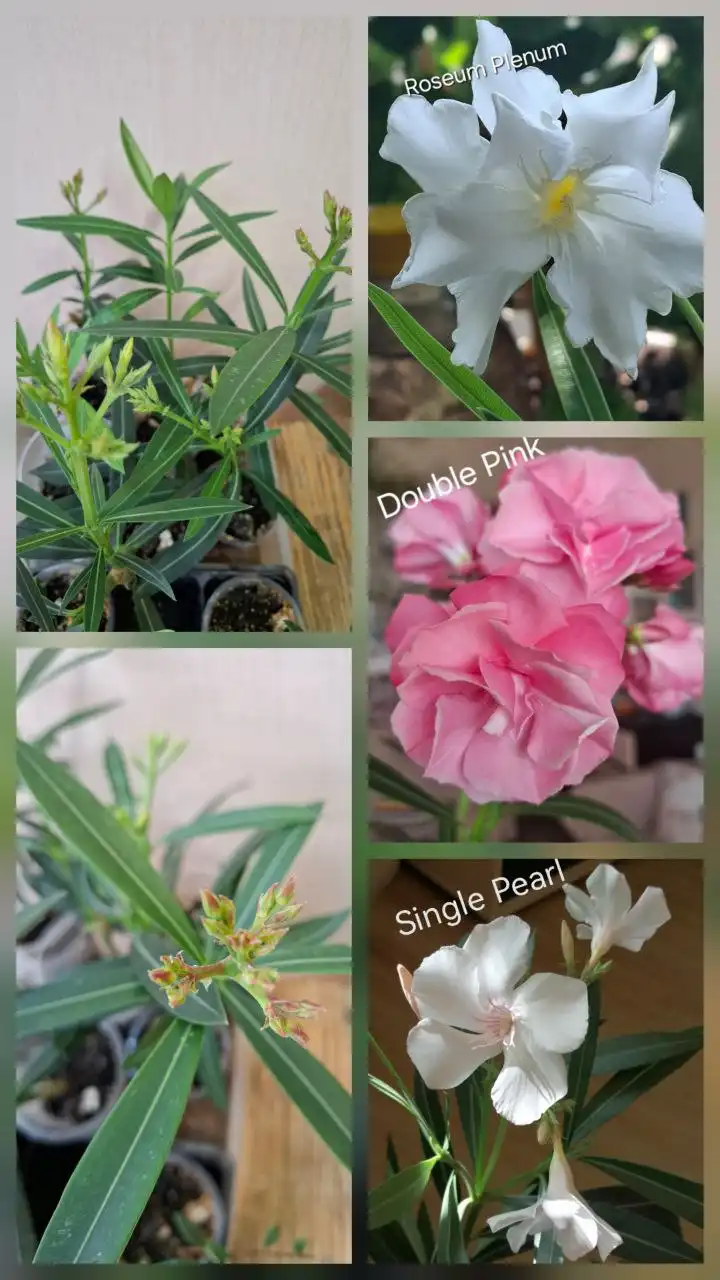 Продам цветущие отростки Бугенвилии и Олеандры