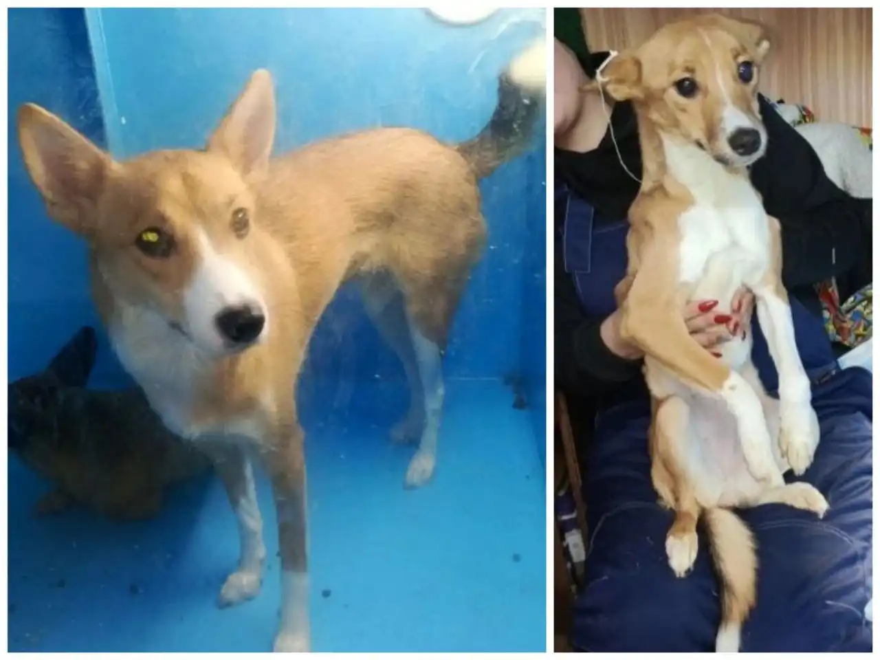 Ищу дом для двух сестричек собак