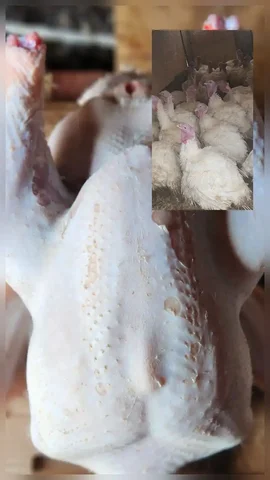 Продажа домашней индейки с забоем под заказ - Инструменты в Тюмень