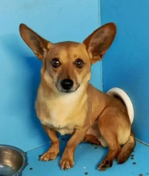 Поиск дома для мелкого кастрированного пса