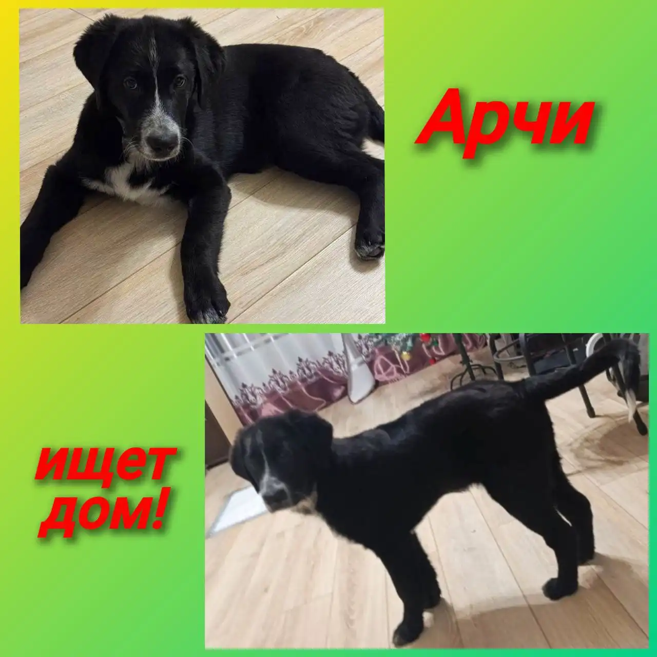 Щенок в добрые руки