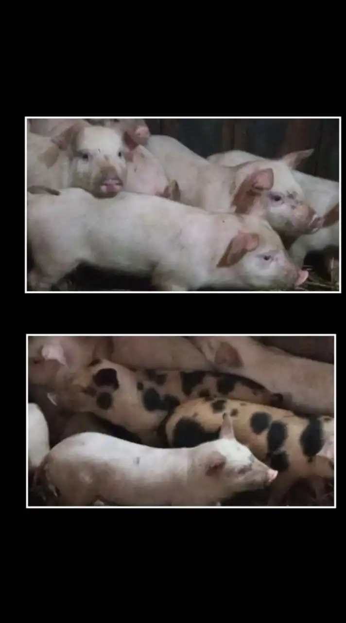 Продажа поросят породы Ландрас+Дюрок