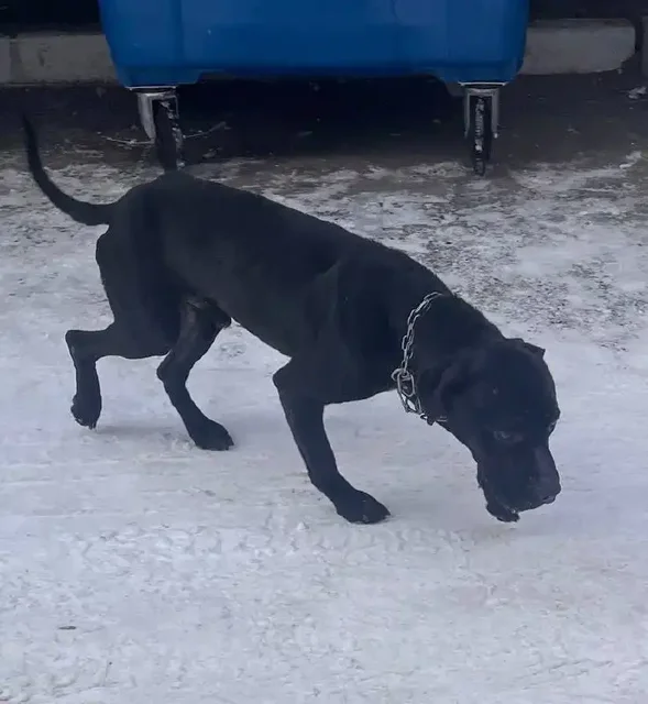 Найдена собака в восточном районе - Животные в Тюмень