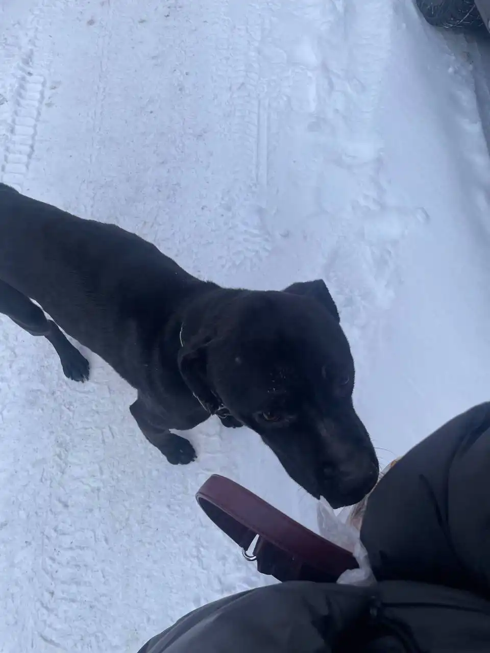 Найдена собака в восточном районе