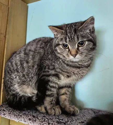 Молодая кошечка Наира ищет дом - Животные в Тюмень