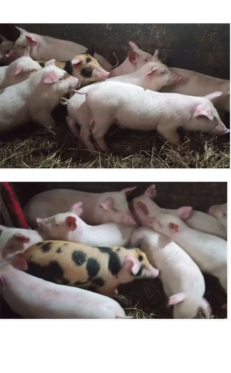 Поросята 1.5 месячные