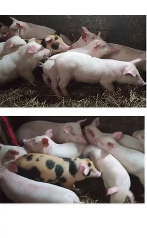 Поросята 1.5 месячные - Животные в Тюмень