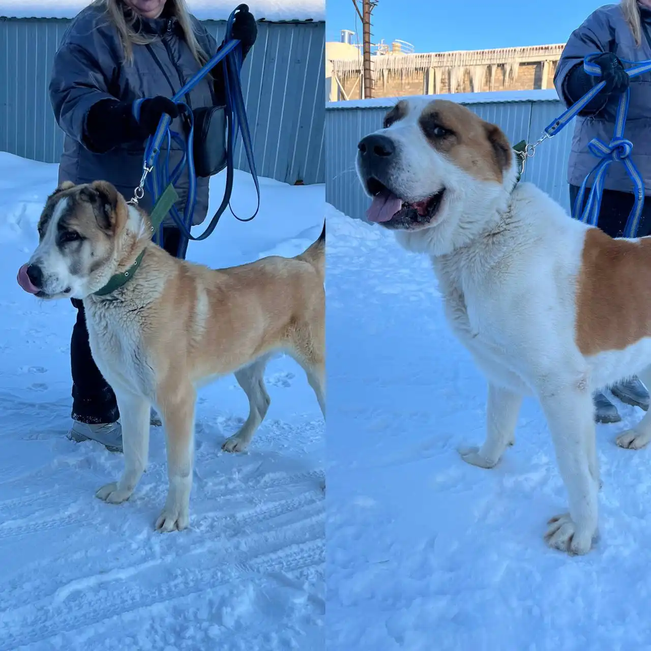 Алабаи в добрые руки