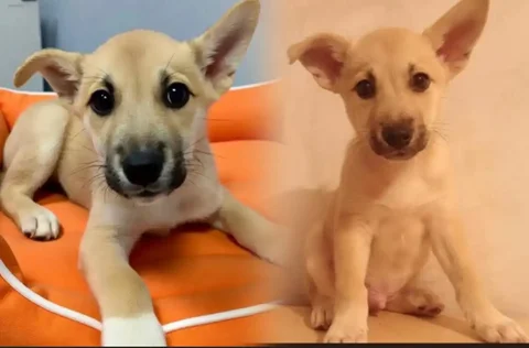 Котёнок в поисках дома - Животные в Тюмень