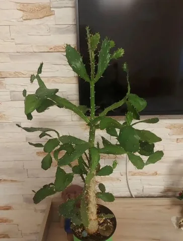 Кактус опунция с кашпо - Разное в Тюмень