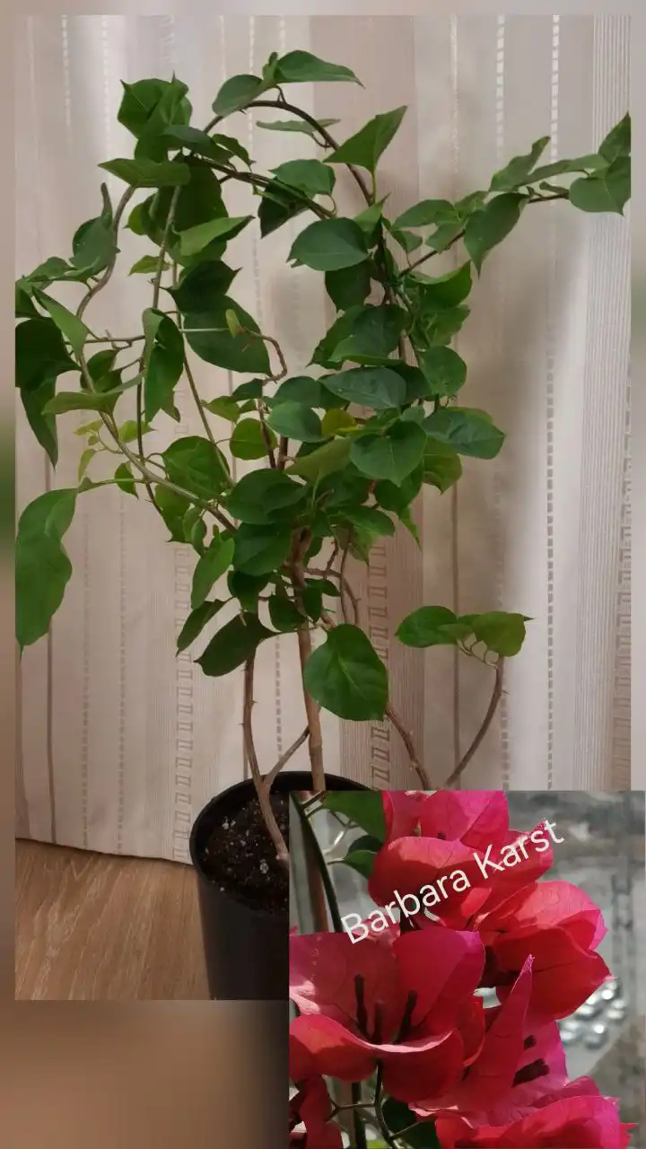 Распродажа взрослых кустов Бугенвиллии к Новому Году