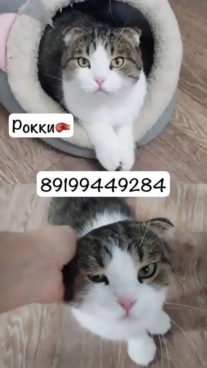 Ищем дом котику
