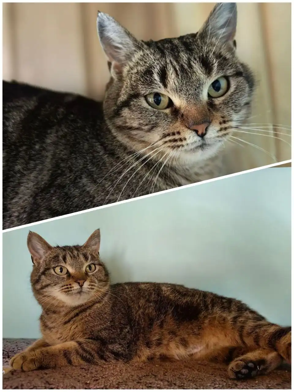 Молодая кошка Каори ищет хозяина