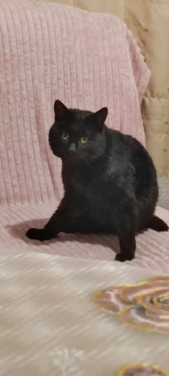 Крупный кот ищет дом