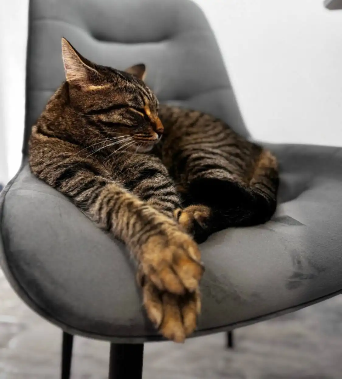 Потерянный кот в районе Восточный, ул. Бориса Щербины, 14